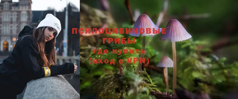 закладка  Чаплыгин  Псилоцибиновые грибы Magic Shrooms 